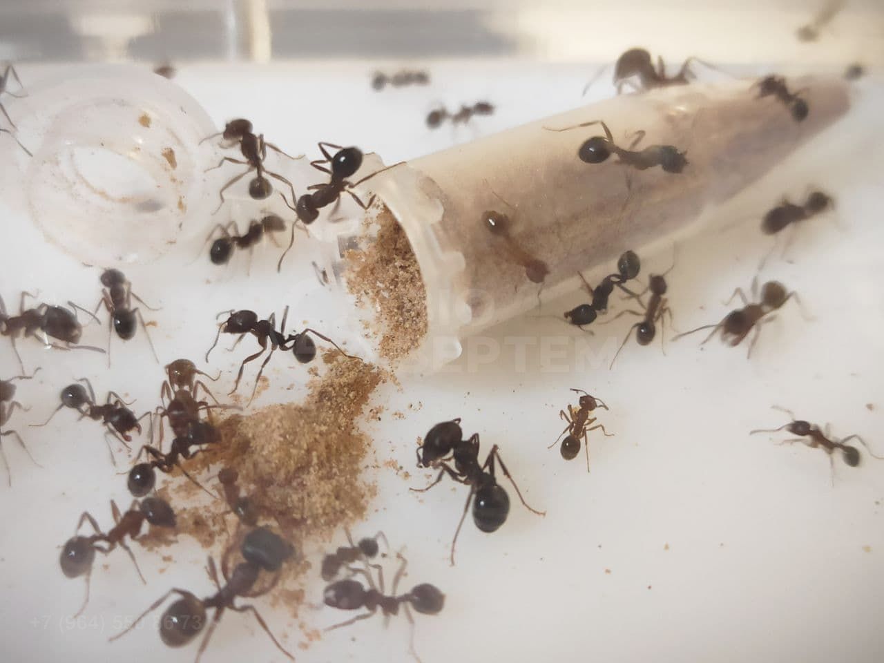 лунтик у дом для муравьев фото распечатать