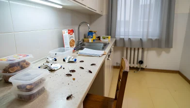 Что сделать перед приездом дезинсектора от тараканов